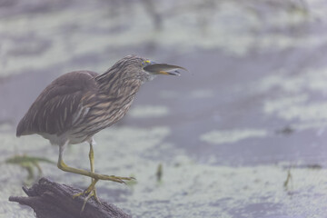 Pond Heron (Ardeola) bird fishing near water body at forest.	