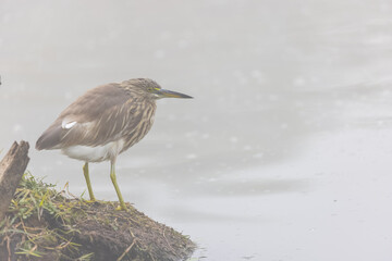 Pond Heron (Ardeola) bird fishing near water body at forest.	