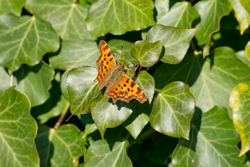 Comma butterfly (Polygonia c-album) sitting on a green leaf in Zurich, Switzerland