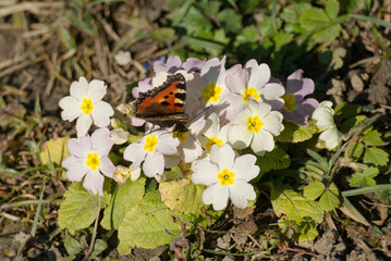 Small tortoiseshell butterfly (Aglais urticae) sitting on light pink flower in Zurich, Switzerland © Janine