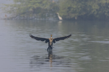 Oriental Darter or Indian snake bird (Anhinga melanogaster) in flight over the river.