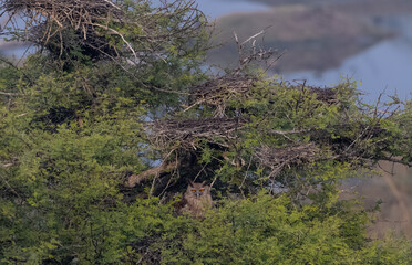 Dusky Eagle Owl (Bubo coromandus) perching on tree.