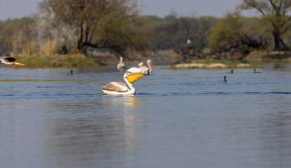 Dalmatian Pelican (Pelecanus crispus) floating in river during the winter migration in the forest.	