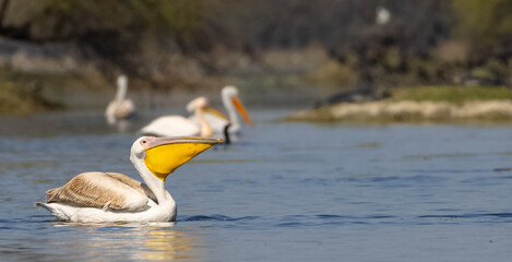 Dalmatian Pelican (Pelecanus crispus) floating in river during the winter migration in the forest.	