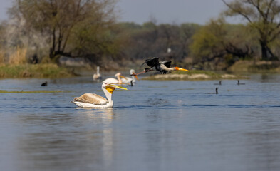 Dalmatian Pelican (Pelecanus crispus) floating in river during the winter migration in the forest.	