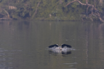 Fototapeta premium Oriental darter (Anhinga melanogaster) or snake bird fishing in river during winter foggy morning. 