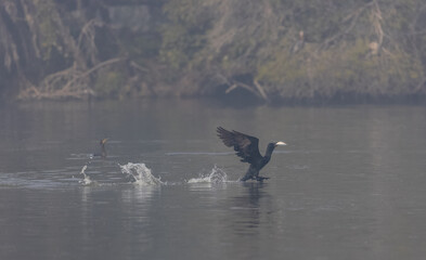 Oriental darter (Anhinga melanogaster) or snake bird fishing in river during winter morning in...