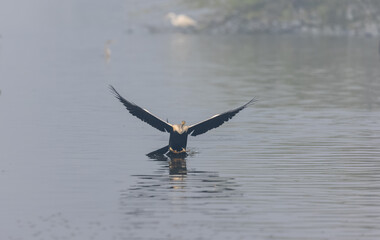 	
Oriental darter (Anhinga melanogaster) or snake bird fishing in river during winter foggy...