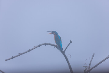 Common Kingfisher (Alcedo atthis) bird perched on tree branch near water body in winter foggy morning.