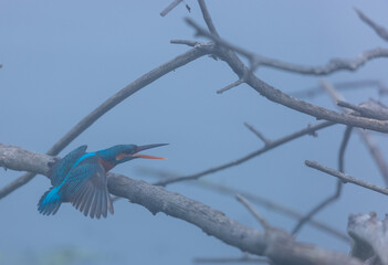 Common Kingfisher (Alcedo atthis) bird perched on tree branch near water body in winter foggy morning.