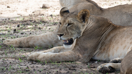 Majestic Lioness Taking a Relaxing Moment in the Expansive Wilds of Africas Nature Tarangire National Park Tanzania Africa