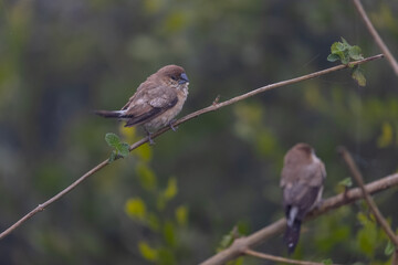 Indian Silverbills (Lonchura malabarica) bird perching on the branch of tree.