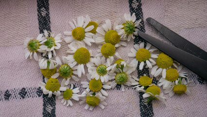 Harvest of chamomile flowers (Matricaria chamomila), 