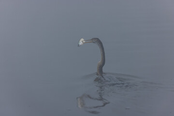 	
Oriental darter (Anhinga melanogaster) or snake bird fishing in river during winter foggy...