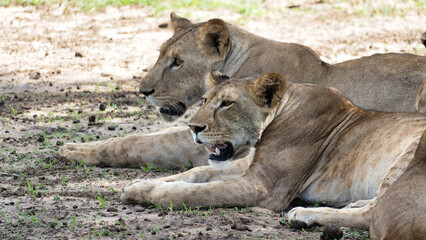 Two magnificent lions resting comfortably in the cool shade of a tree on a warm day Tarangire National Park Tanzania Africa