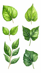 Vibrant Green Leaves Illustration