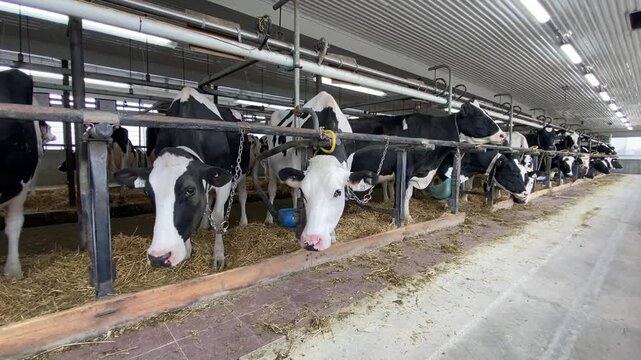 Dairy cows in a barn on a farm