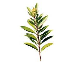 Obraz premium A Vibrant Close-Up of Lemon Myrtle, Showcasing the Beauty and Detail of this Australian Native Herb with its Lush Green Leaves and Delicate Yellow Buds on a Single Stem