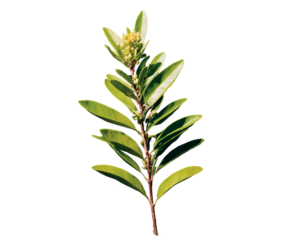 A Vibrant Close-Up of Lemon Myrtle, Showcasing the Beauty and Detail of this Australian Native Herb with its Lush Green Leaves and Delicate Yellow Buds on a Single Stem