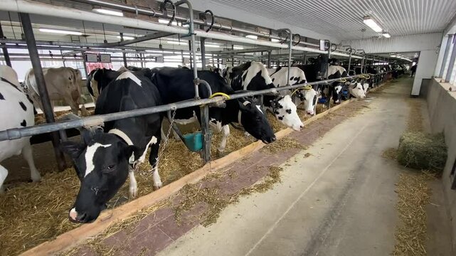 Dairy cows in a barn on a farm