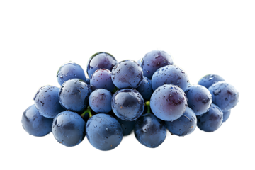 A close up view of a bunch of fresh dark grapes with water droplets on them against black background