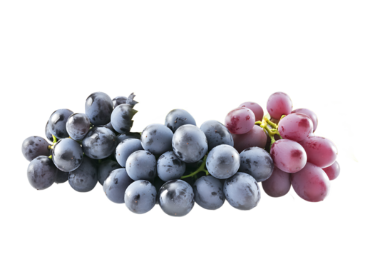 A close up view of bunches of purple and red grapes isolated on a black background in full focus