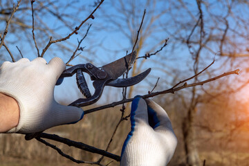 Using pruning shears while wearing gloves, a person trims small branches of a tree under a clear...