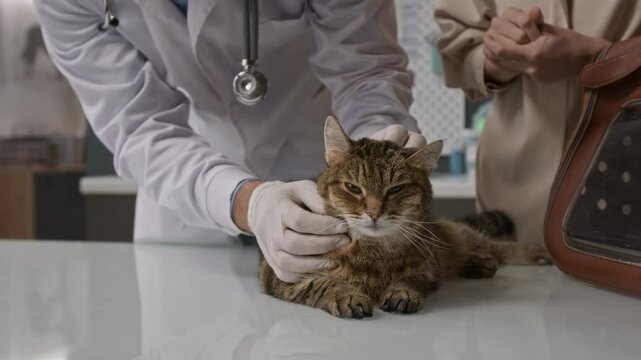 Close up shot of brown tabby cat lying on clinic table while male veterinarian in gloves examining ear, pet owner standing beside