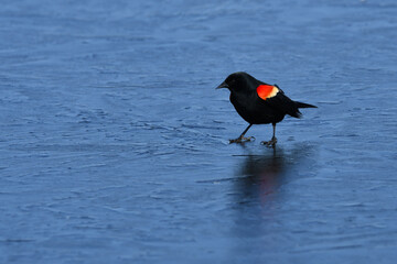 Spring migration showing a male Red-winged Blackbird standing on an ice covered marsh 