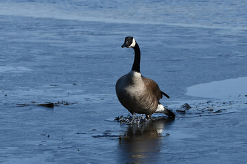 A Canada Goose struggles to move through an ice covered marsh 