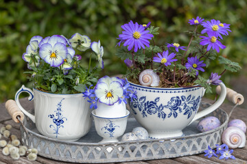 florales Arrangement mit Hornveilchen (Viola cornuta) und Strahlen-Anemone (Anemone blanda) in einem Ei und Porzellan-Tassen  