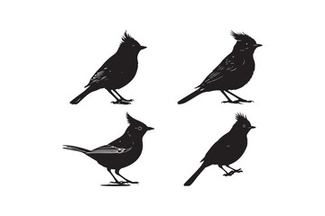 Crested Bird Silhouette Vector Set Stylish Black Bird Illustration  