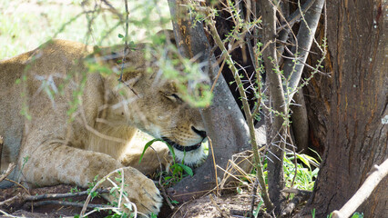 A Majestic Lion Relaxing Under the Shelter of a Tree on a Warm Day in Natures Beauty Tarangire National Park Tanzania Africa