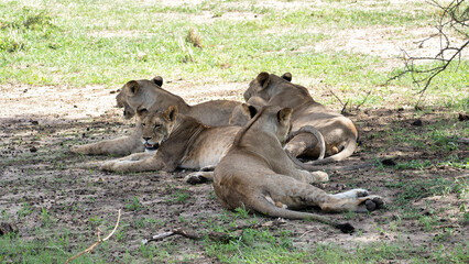 A Group of Majestic and Strong Lions Resting Comfortably in Their Natural Habitat Tarangire National Park Tanzania Africa