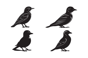 Four Noddies Bird Silhouette Illustration Black and White Art