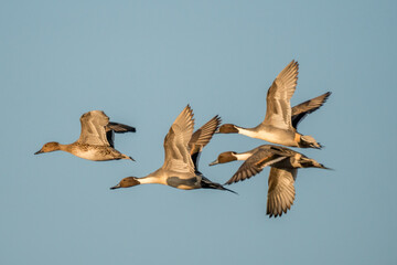 Ducks flying in formation.