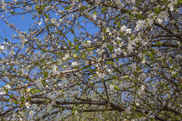 Blooming fruit trees in spring on a clear sunny day. White flowers on plum branches. The fragrance of the flowering trees spreads throughout the area. Blooming cherry plum in the garden.