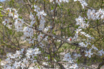 Blooming fruit trees in spring on a clear sunny day. White flowers on plum branches. The fragrance of the flowering trees spreads throughout the area. Blooming cherry plum in the garden.
