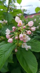 Delicate Pink and White Blossoms on Branch