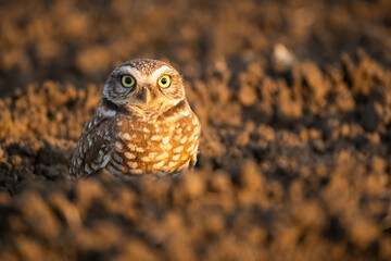 Burrowing owl stares intently.