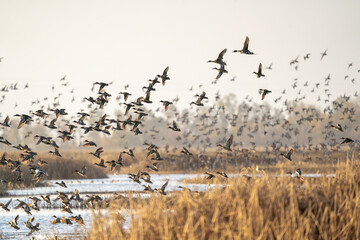 Flock of ducks in flight.