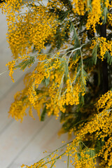 Mimosa branches close-up. Background