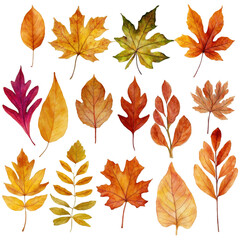 Fototapeta premium Autumn Leaves Collection Colorful Fall Foliage