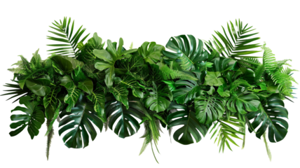 Lush green tropical plants bushes isolated on white or transparent background PNG.

