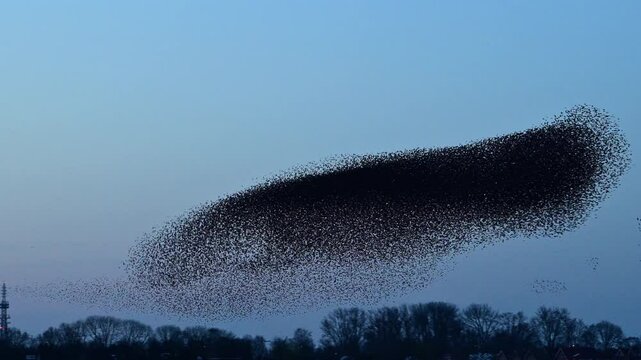Starling birds murmuration in the sky during sunset. Huge groups of starlings (Sturnidae) in the sky moving in shape-shifting clouds before the night. Sparrow hawks birds of prey hunt for starlings.