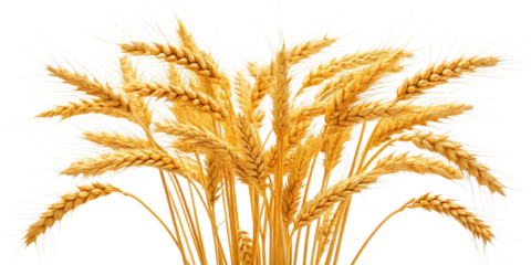 Golden Wheat Sheaves A Bountiful Harvest of Ripe Grains Ready for the Thresher