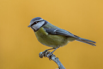 Blue Tit (Cyanistes caeruleus)