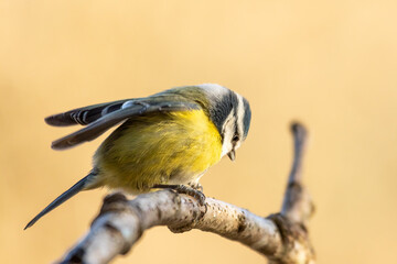 Blue Tit (Cyanistes caeruleus)