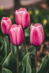 Fototapeta premium Stunning Closeup of Four Pink Tulips in Bloom