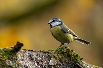 Blue Tit (Cyanistes caeruleus)